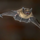 Illustration for article titled Zoologists Admit You Really Got To Hand It To Bats For Learning To Flyem/em